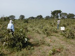 12116GT117_Savannah.JPG