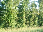 32590p234.jpg