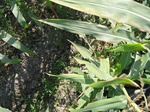 8164vp-049-Irrigated (SW) maize-gram-strips-a2.jpg