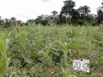 12306GT205_mais_cocoyam.JPG