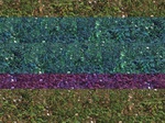 11632071-Irrigated (Surface water) cotton-c.jpg