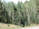 38236CIMG1526.JPG