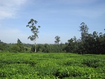 32147IMG_0593.JPG