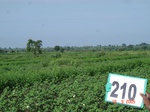 127560210b-rainfed-agriculture-mixedcrop-cotton-gram.gif