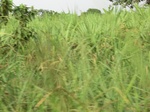 50340CIMG0969.JPG