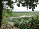 53851singlerice_2.gps.jpg