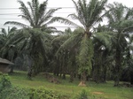33657IMG_5852.JPG
