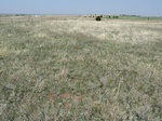 28836FREE20110413N.JPG