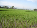 15366IMG_4213.JPG