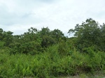 55065Berau (383).JPG