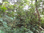 46650DSC01983.JPG