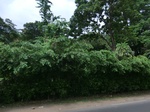 44716CIMG1901.JPG