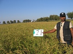 11463021-irri-rice-sw--saline-1a.jpg