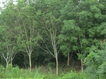 34826CIMG1485.JPG