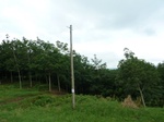 25860P1020279.JPG