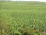 34764CIMG2595.JPG