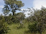 12084GT026_Fallow.JPG