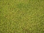 13987IMG_4295.JPG