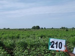 127570210c-rainfed-agriculture-mixedcrop-cotton-gram.gif