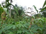 20060P1010911.JPG
