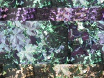 11667p-080-Irrigated (Surface water) cotton-very healthy-a.jpg