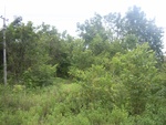33638RIMG0303.JPG