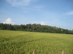15960IMG_4511.JPG