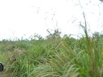 54993Berau (293).JPG