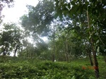 52756CIMG4473_调整大小.JPG