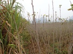 2024-11-29_05-41-46_PC200134.JPG