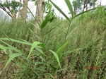 53607CIMG6972.JPG