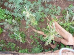 19892P1010742.JPG