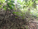 46794DSC02132.JPG