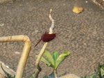 16572IMG_5358.JPG