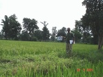 131250313c-rainfed-forest-agriculture-rice.gif