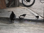 16480IMG_5266.JPG