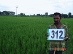 131200312b-irrigated-supplemental-tank-rice.gif