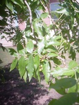 8744unknown_tree_spp.JPG