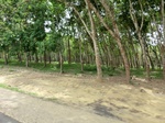 50592CIMG1221.JPG