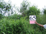 835865-plantation-young-multipurpose-a.jpg