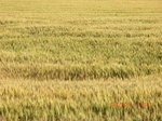 29750CIMG1074.JPG