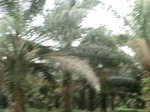 50715CIMG1344.JPG