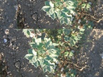 11615vp-064-Irrigated (Surface water) cotton-a.jpg