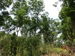 53413CIMG6733.JPG