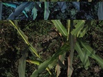 11559vp-046-Irrigated (SW) maize-gram-strips-a2.jpg