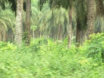 44589CIMG1774.JPG