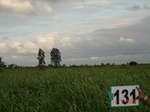 124840131b-irrigated-canal-sugarcane-dominant-maize.gif