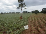 12000GT254_Cotton_mais_imperata.JPG