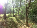 53033CIMG4215_调整大小.JPG