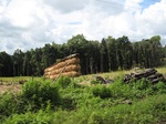 15462IMG_4531.JPG